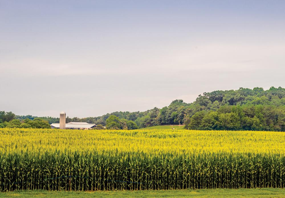 - ​NC farm recognized for having ‍one of⁤ the⁣ best corn ⁣mazes⁢ in the country