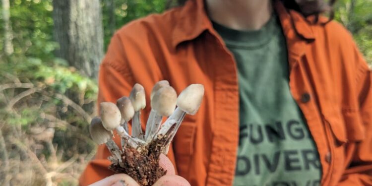 Fungus Among Us: An underground Rhode Island society unites the mycologically curious