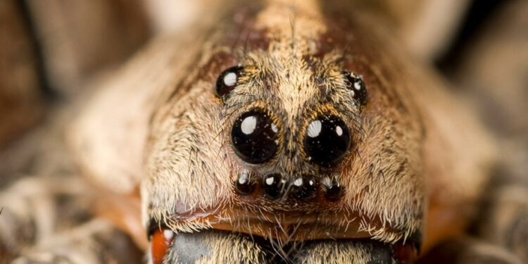 Giant, flying Joro spiders make creepy arrival in Pennsylvania just in time for Halloween – USA TODAY