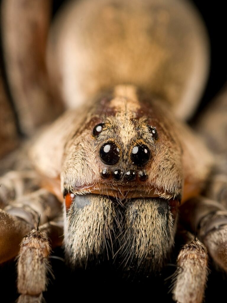 Giant, flying Joro spiders make creepy arrival in Pennsylvania just in time for Halloween – USA TODAY