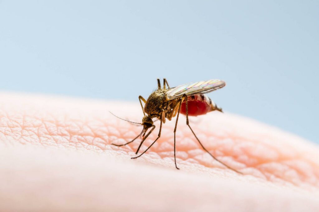 Mosquito (Getty Images / iStockphoto)