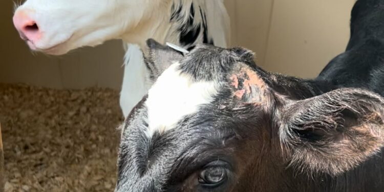 These calves at the Bohanan Farm weigh about a hundred pounds and were born just one day before the photo was taken.