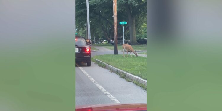 Dog leaps out of car to chase deer in Rochester, NY: Watch video