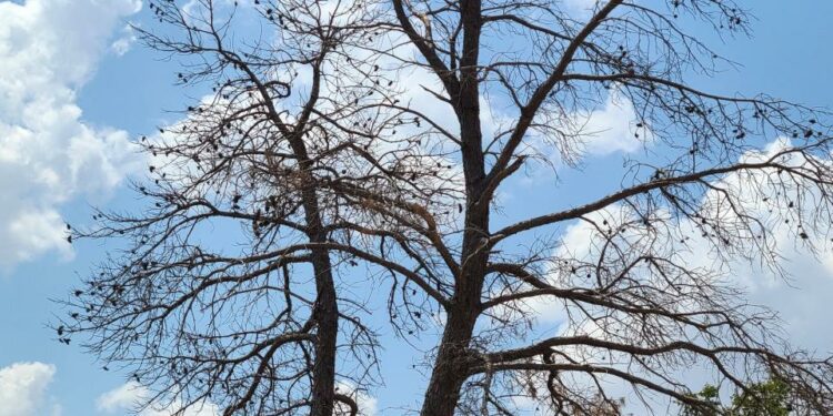 A large East Texas pine in Wichita Falls that has succumbed to drought conditions.