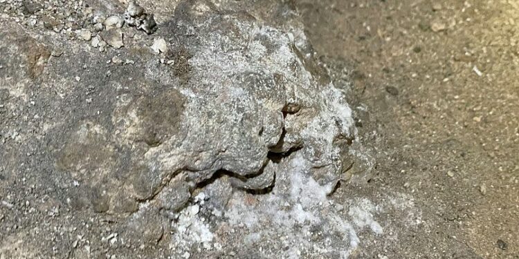 This photo provided by Carlsbad Caverns National Park shows mould growing where a bag of Cheetos was dropped off trail in the Big Room at the national park near Carlsbad.