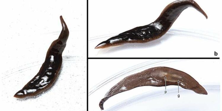 New species of flatworm invading the United States