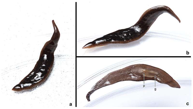 New species of flatworm invading the United States