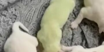 Watch: Florida golden retriever gives birth to lime green puppy