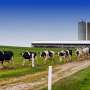 Bird flu confirmed in Colorado dairy cows as outbreak spreads