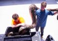 See biggest snakes caught; 1 was 19 ft