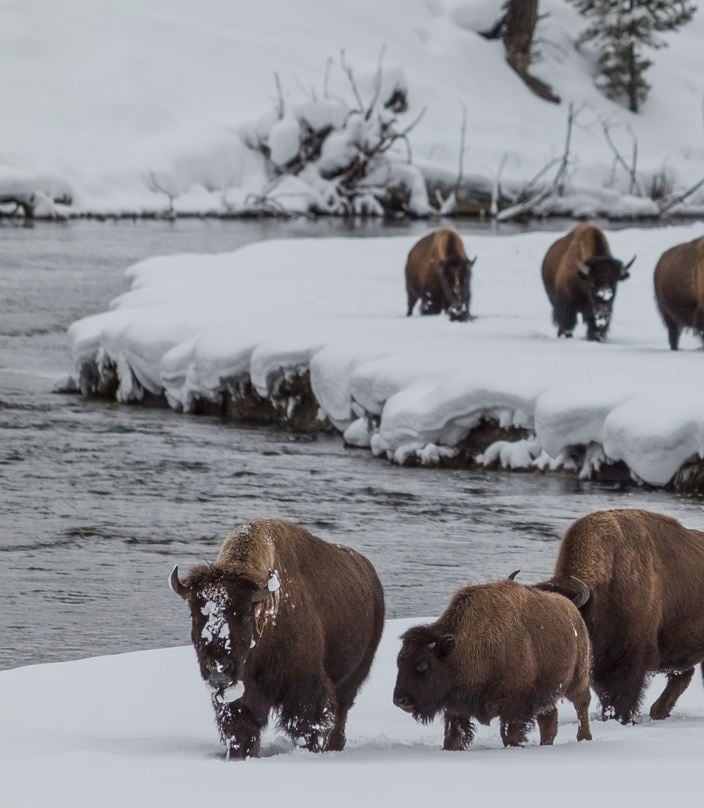 Yellowstone National Park in winter with bison walking