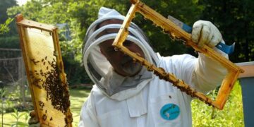 Beekeeping