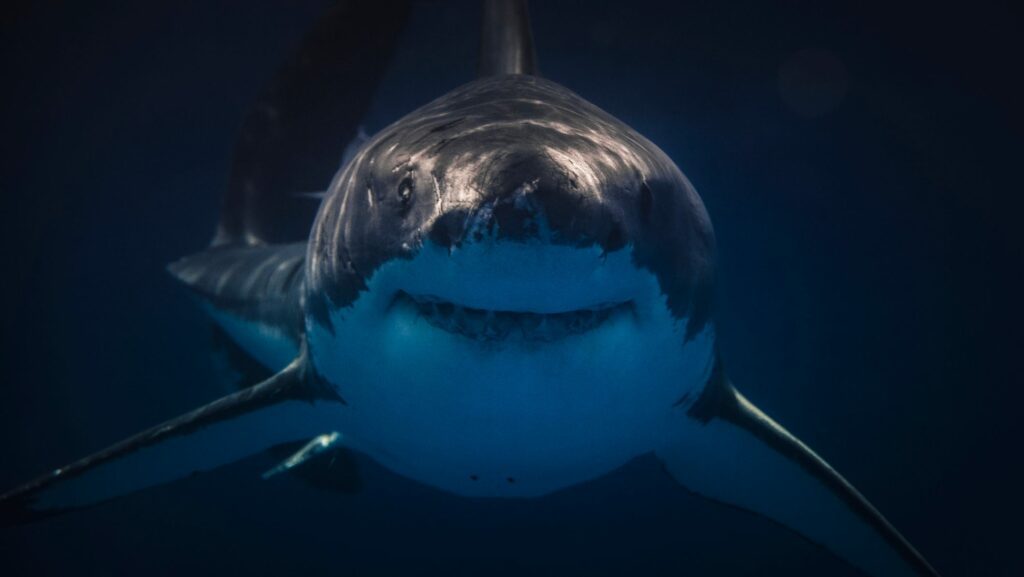 1,400-pound great white shark has rare summer ping off Juno Beach, FL