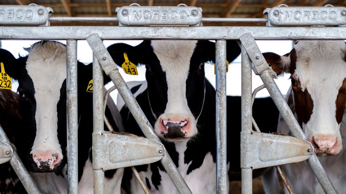 Three cows are seen standing in their pen