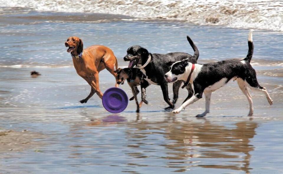 Dogs play in the surf at Avila Beach. The harbor district is reconsidering its rules for dogs on beaches after several complaints have surfaced regarding pet behavior on the beaches.