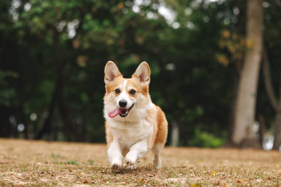 Three California cities are among the top 10 dog-friendly vacation destinations in the United States, according to USA Today Blueprint.