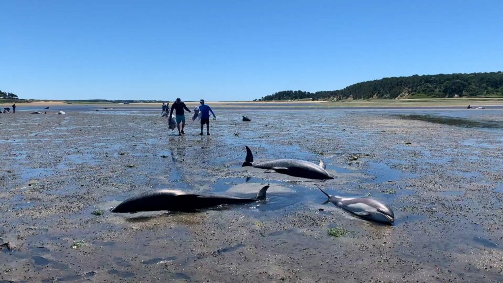 After stranded dolphins near Wellfleet in Cape Cod, residents shaken