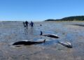After stranded dolphins near Wellfleet in Cape Cod, residents shaken