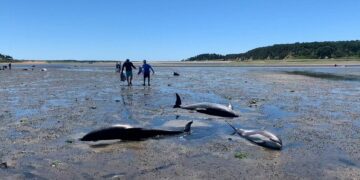 After stranded dolphins near Wellfleet in Cape Cod, residents shaken