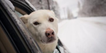 CDC's new rules for dogs entering the US will have unique impacts in Alaska