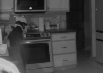 Dog turns on stove, starting fire in Colorado Springs home: Watch