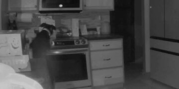 Dog turns on stove, starting fire in Colorado Springs home: Watch