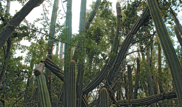 Florida species becomes first local extinction in the U.S. due to sea level rise