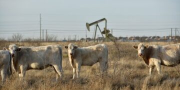 White cows graze in a field with an oil well in the background.