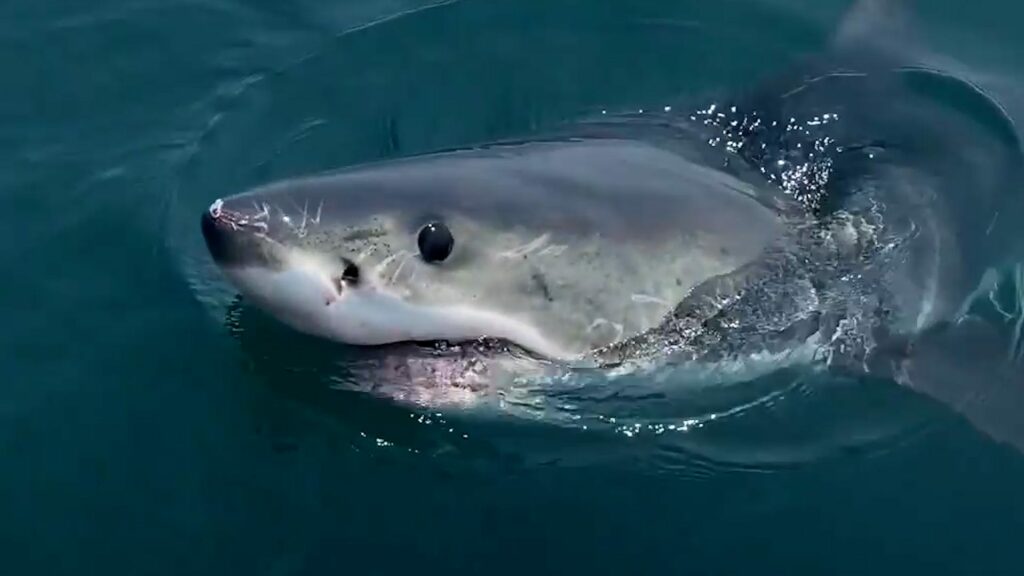 Great white encounter near Massachusetts shows shark circling boaters