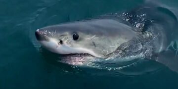 Great white encounter near Massachusetts shows shark circling boaters