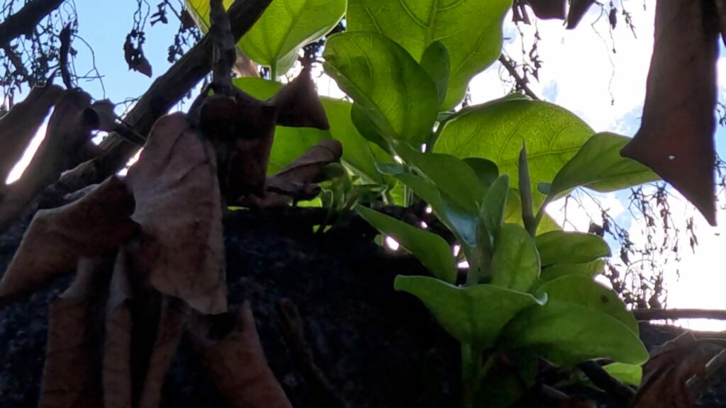 Hawaii trees resurgence offers hope a year after Maui wildfire