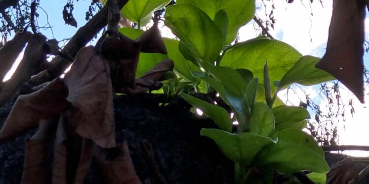 Hawaii trees resurgence offers hope a year after Maui wildfire