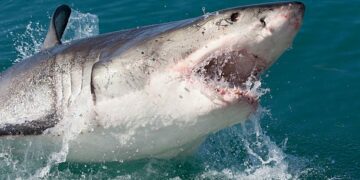 Man critically injured after shark bite