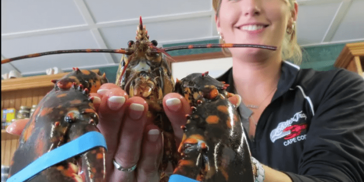 Spiny lobster mini-season gets extra day for Florida residents