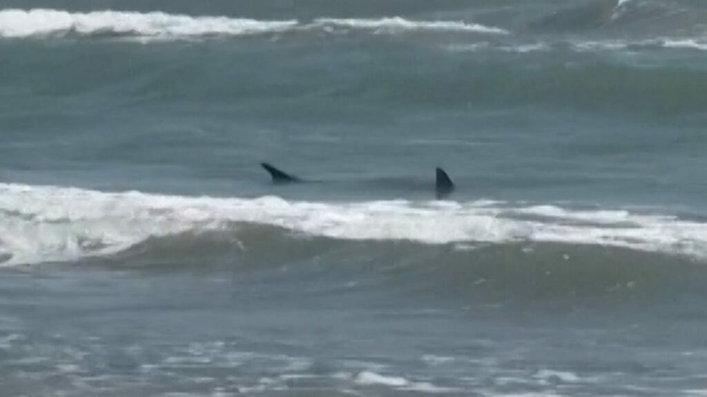 Texas, Florida shark attacks spark fear but bites aren’t increasing