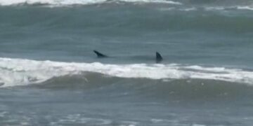 Texas, Florida shark attacks spark fear but bites aren’t increasing