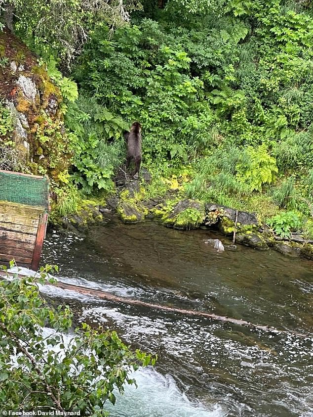 In a heartbreaking final post on Facebook, David shared photos of the scenery in Alaska and expressed his excitement about seeing a bear