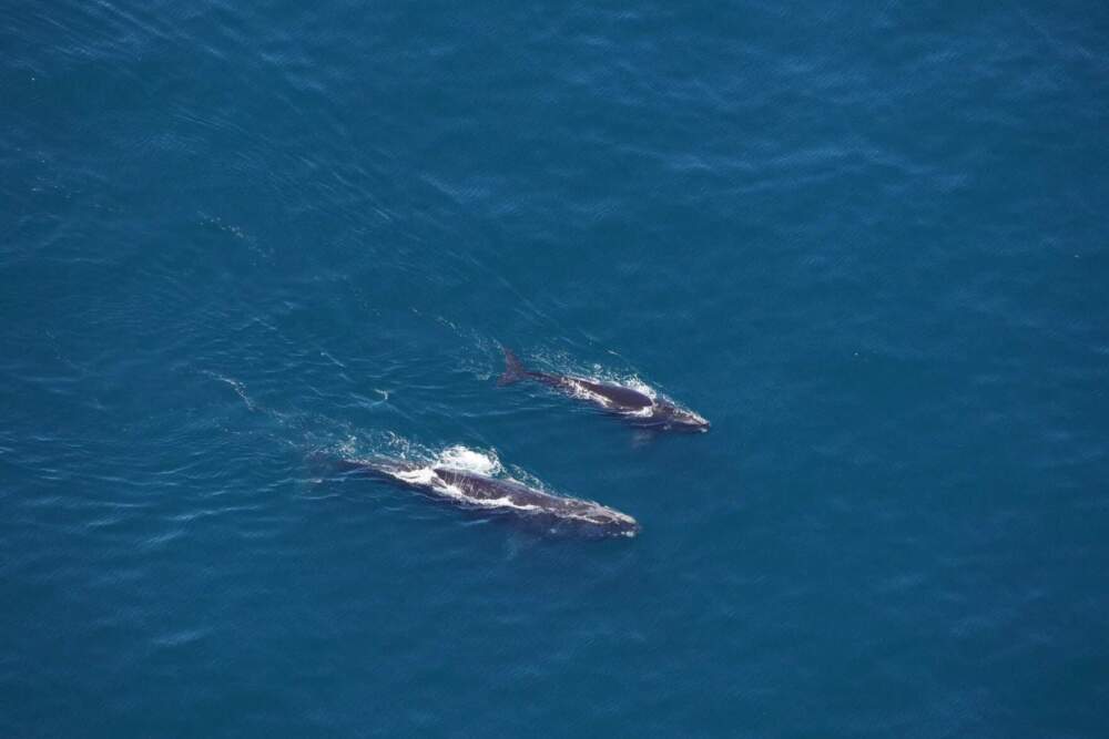 The New England Aquarium aerial team spotted a right whale named Butterfly and her calf swimming about 15 miles southeast of Jonesport during a flight on July 1, 2024. (Courtesy of the New England Aquarium, taken under National Marine Fisheries Service Permit #25739, via Maine Public)