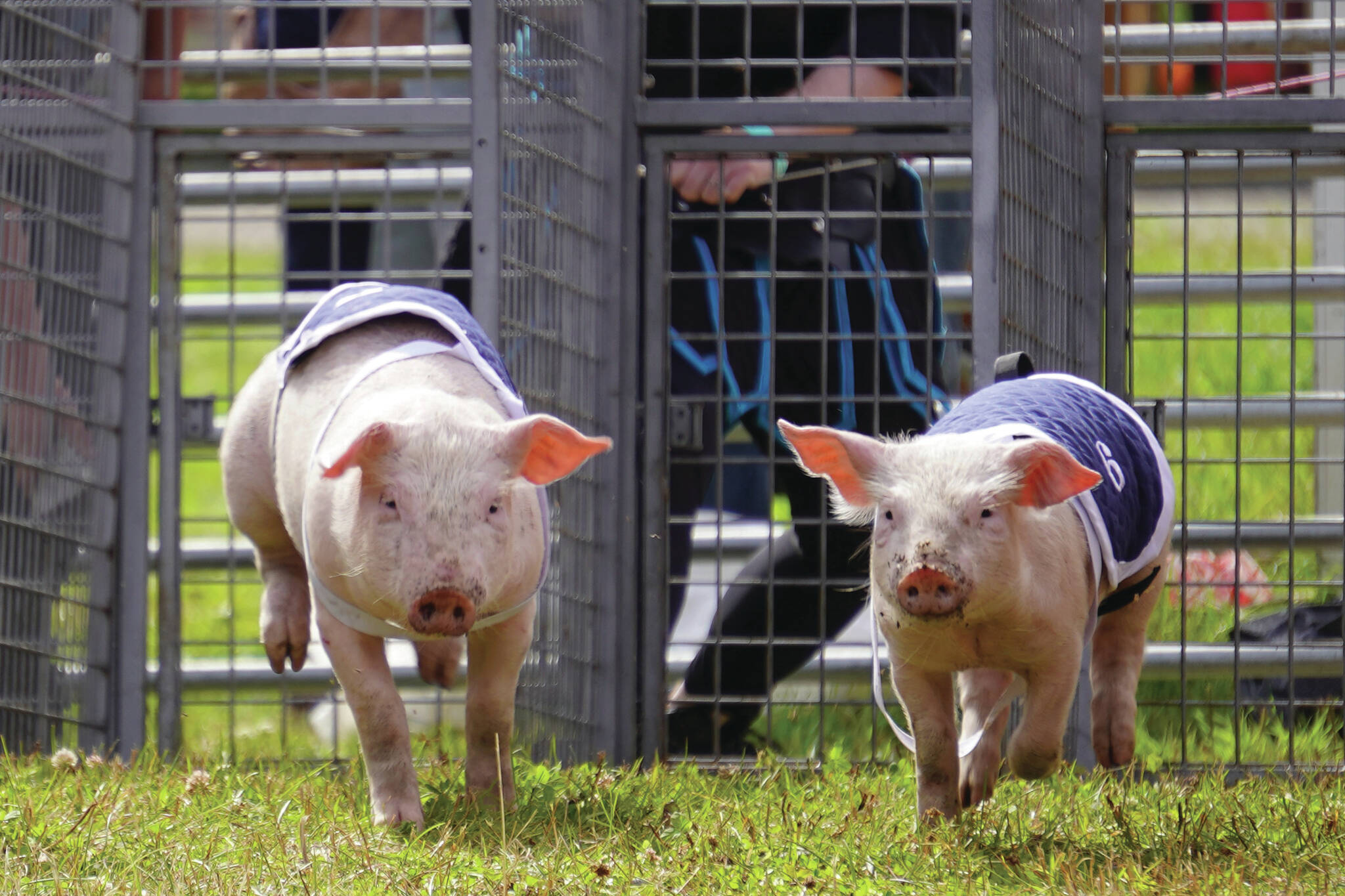 Pigs race at the Kenai Peninsula Fair in Ninilchik, Alaska, on Friday, Aug. 11, 2023. (Jake Dye/Peninsula Clarion)