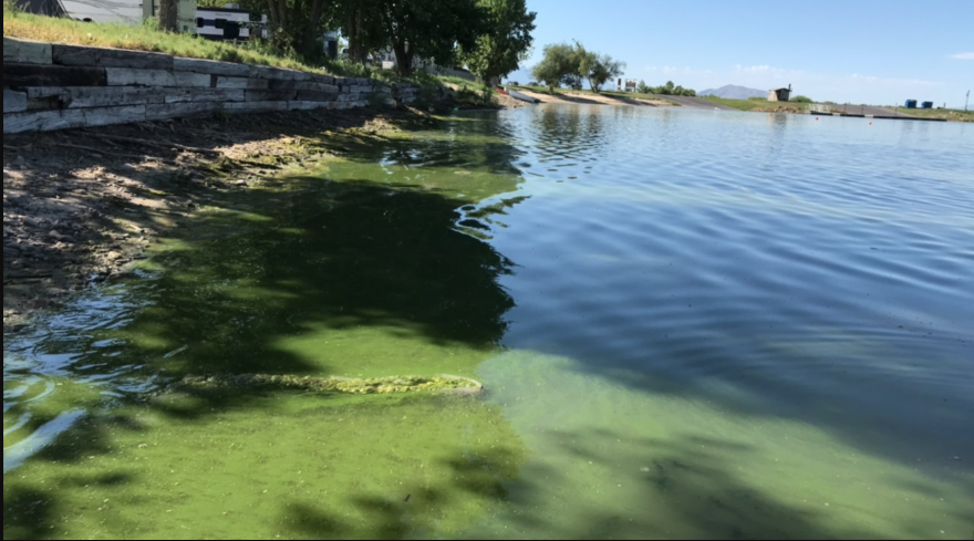 This file photo shows an example of toxic algal bloom lining the shore at the marina on Utah Lake in Lindon, Utah.