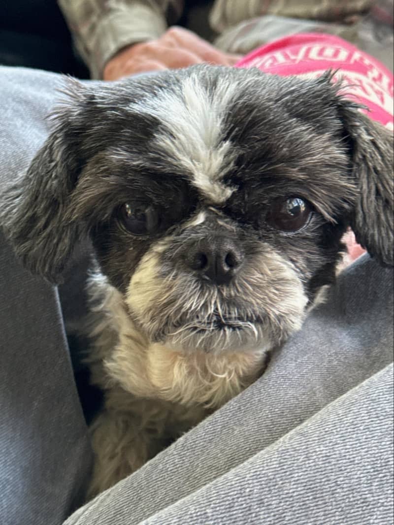 Shih-tzu rescue dog, Abbie