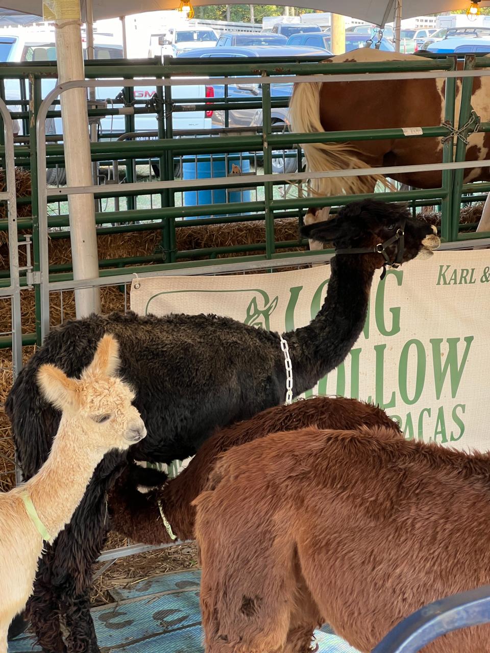 The Wilson County - TN State Fair, Aug. 15-24, broke attendance records in 2024. More than 860,000 visitors attended. In the picture, alpacas.