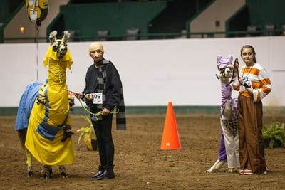 Two girls stand with their llamas during a costume contest