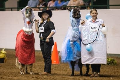 Two girls stand with their llamas during a costume contest