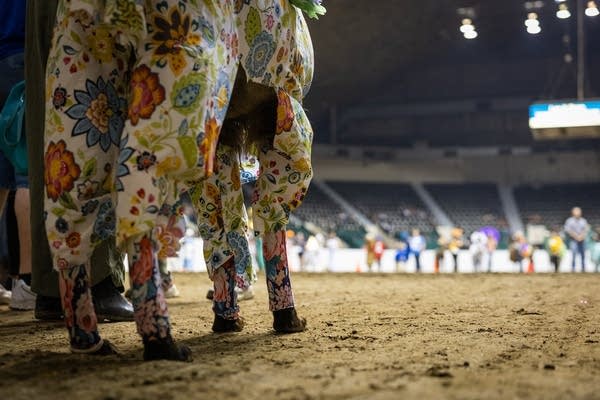 A llama wears floral pants