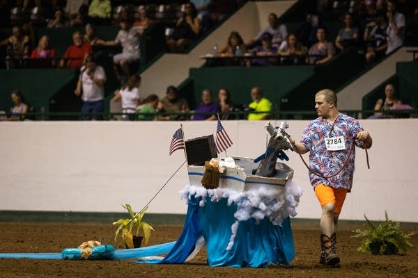 A young man walks with his llama