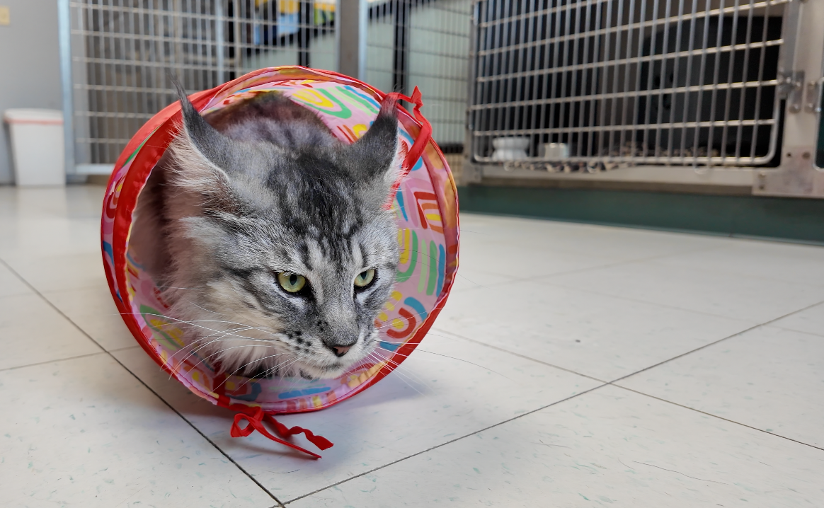 Cat for adoption at HSGKC