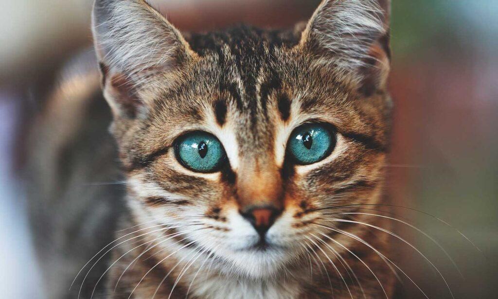 How TSA‍ Officers Are Detecting⁤ an ⁣Increase​ in⁣ Cat Eyes at Airports