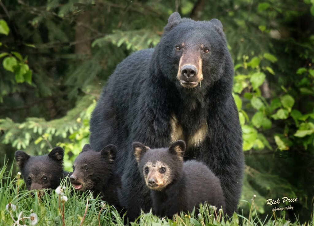 Watch as curious black bear paws at California teen’s leg in close encounter – USA TODAY