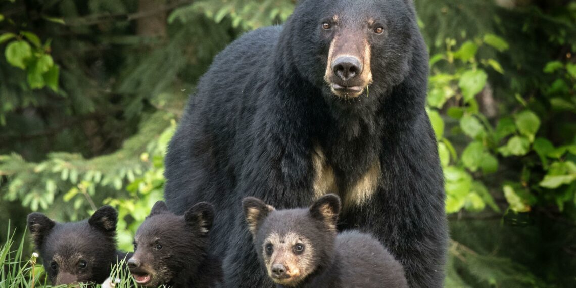 Watch as curious black bear paws at California teen’s leg in close encounter – USA TODAY